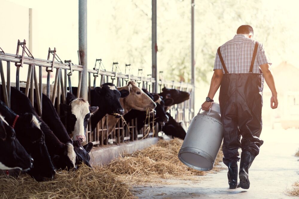 MBO-opleiding Vakbekwaam medewerker veehouderij
